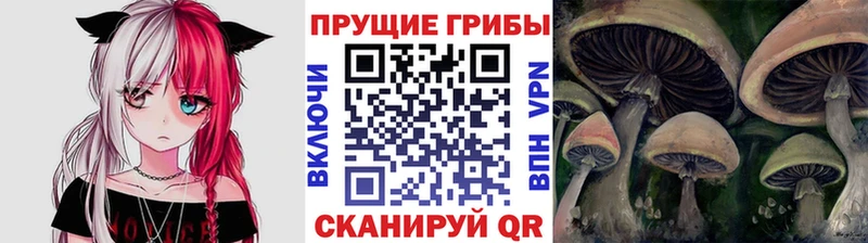 Купить где  Пудож  Псилоцибиновые грибы мицелий 